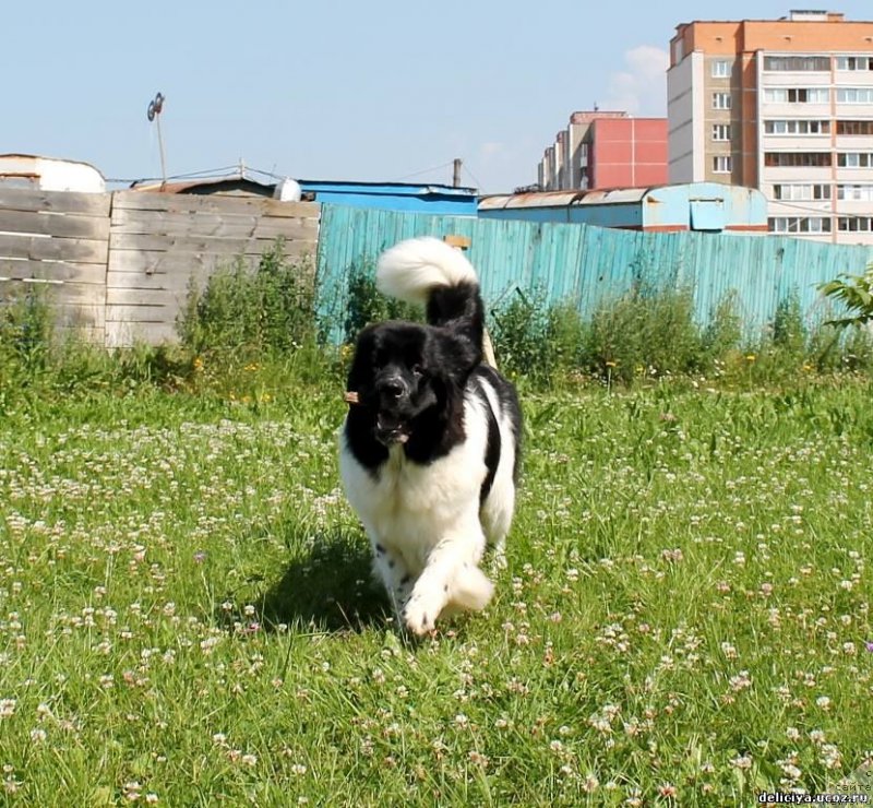 Фото: ньюфаундленд Флюфи Аваланч Панацея