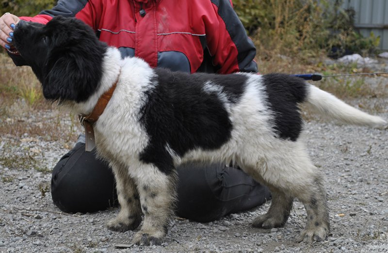 Фотография № 165359