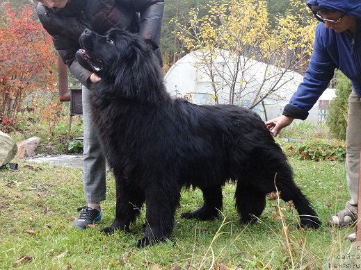Фото: ньюфаундленд Моон Броок Гоод Ас Голд (Moon Brook Good As Gold)