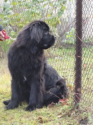 Фото: ньюфаундленд Моон Броок Гоод Ас Голд (Moon Brook Good As Gold)