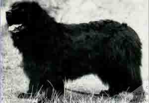 Фото: ньюфаундленд Banjo vom Barenfelsen