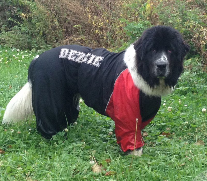 Фото: ньюфаундленд Сент Джонс Исида