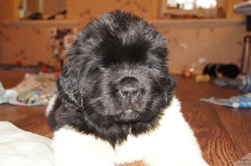 Фото: ньюфаундленд Супер Бизон Майбах