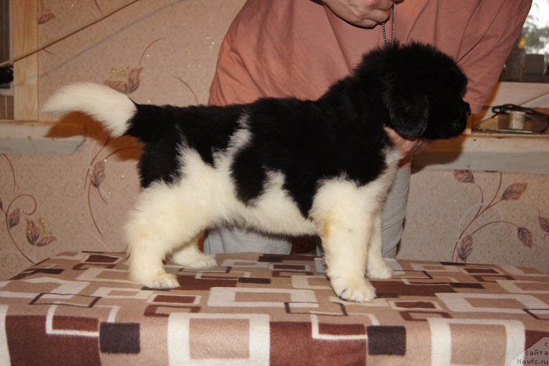 Фото: ньюфаундленд Супер Бизон Майбах