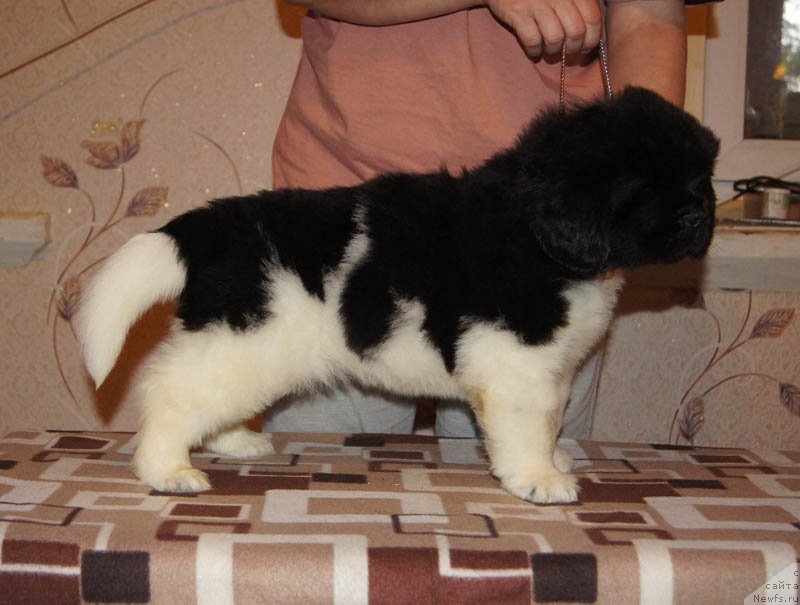 Фото: ньюфаундленд Супер Бизон Майбах