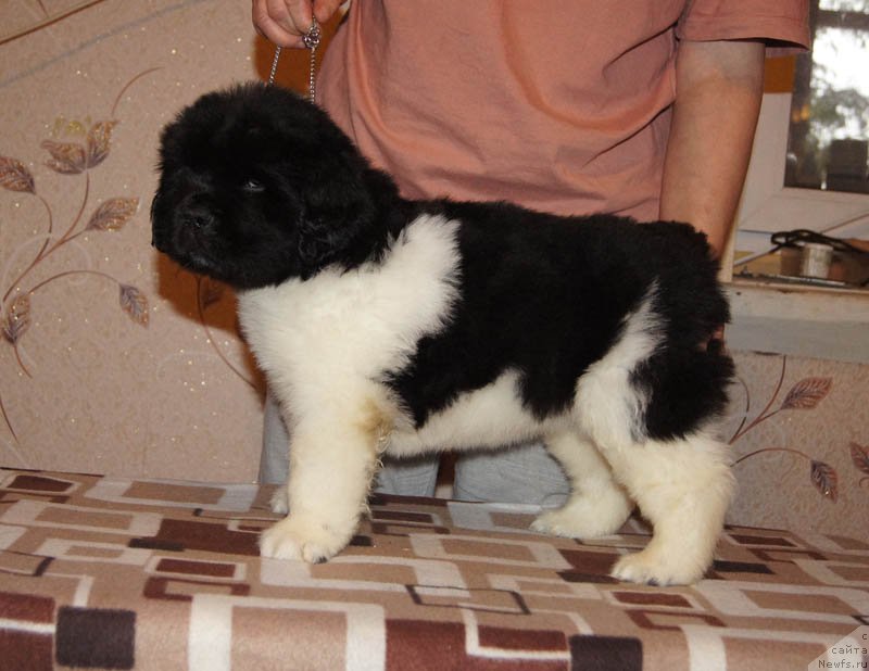 Фото: ньюфаундленд Супер Бизон Майбах