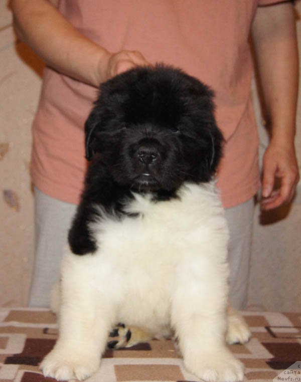 Фото: ньюфаундленд Супер Бизон Майбах