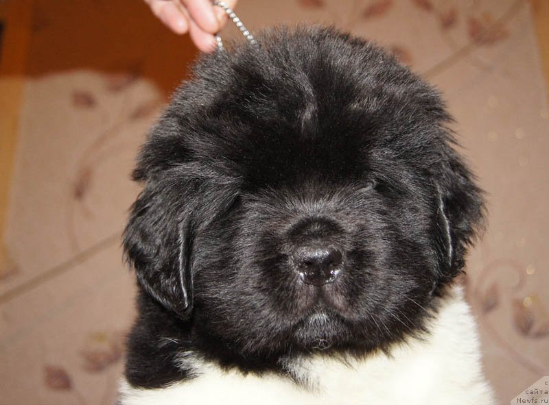 Фото: ньюфаундленд Супер Бизон Майбах