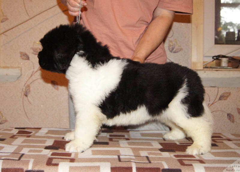 Фото: ньюфаундленд Супер Бизон Майбах