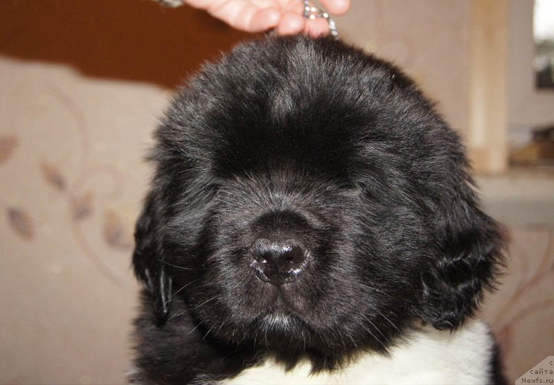 Фото: ньюфаундленд Супер Бизон Майбах