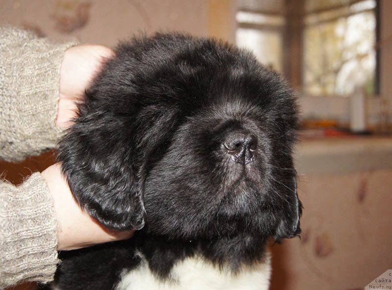 Фото: ньюфаундленд Супер Бизон Майбах