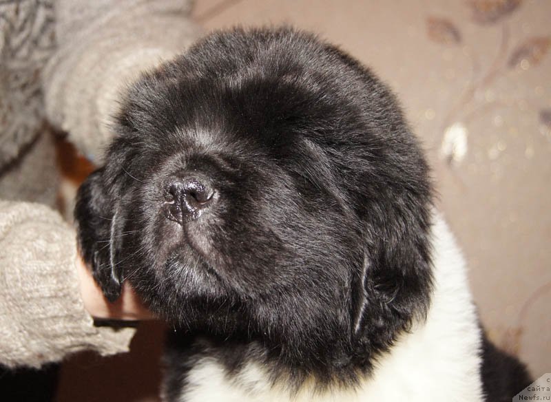 Фото: ньюфаундленд Супер Бизон Майбах