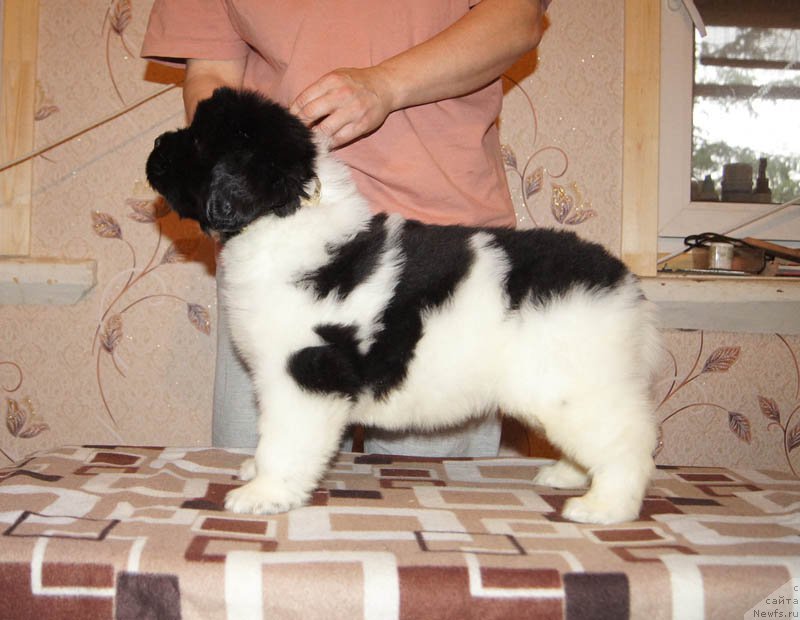 Фото: ньюфаундленд Супер Бизон Мирослава