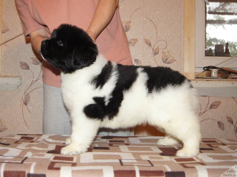 Фото: ньюфаундленд Супер Бизон Мирослава