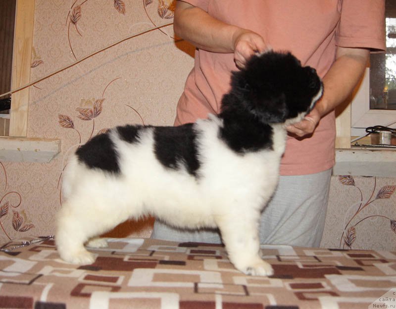 Фото: ньюфаундленд Супер Бизон Мирослава