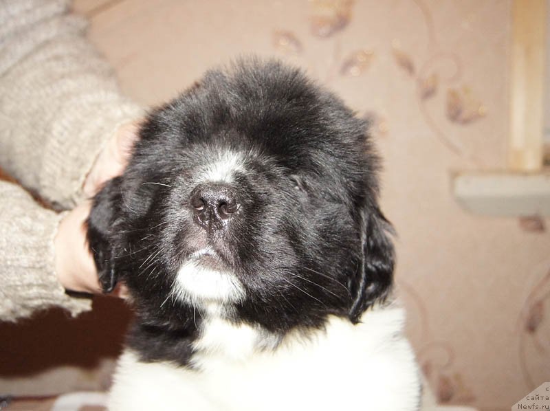 Фото: ньюфаундленд Супер Бизон Мирослава