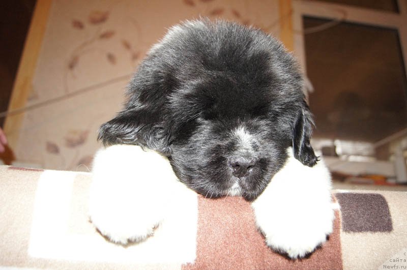 Фото: ньюфаундленд Супер Бизон Мирослава