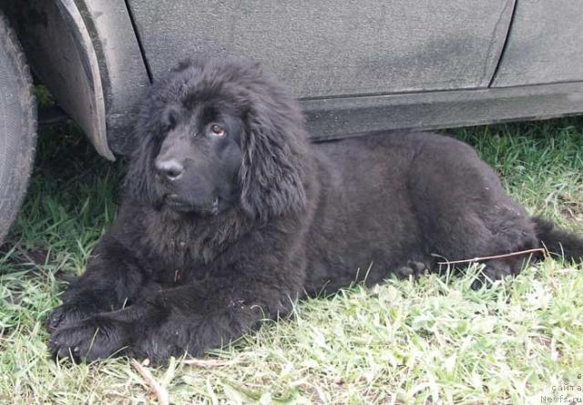 Фото: ньюфаундленд Лесная Сказка Роза Черная