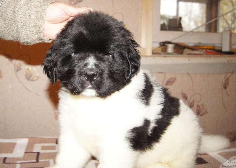 Фото: ньюфаундленд Супер Бизон Мирослава