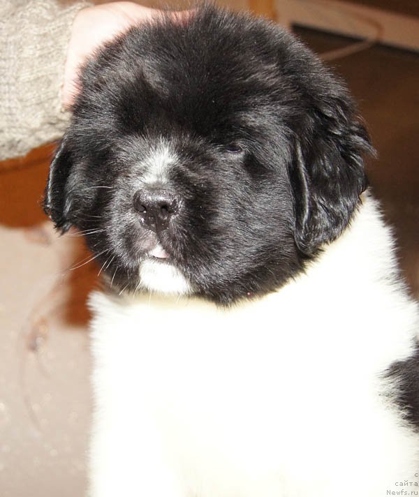 Фото: ньюфаундленд Супер Бизон Мирослава