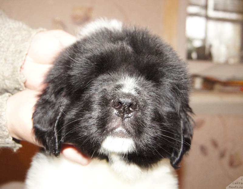 Фото: ньюфаундленд Супер Бизон Мирослава