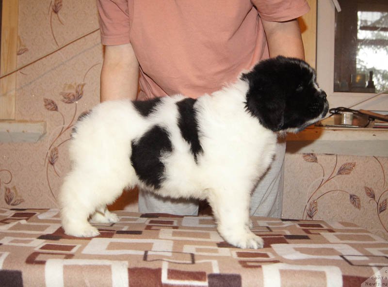 Фото: ньюфаундленд Супер Бизон Малина