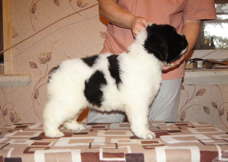 Фото: ньюфаундленд Супер Бизон Малина