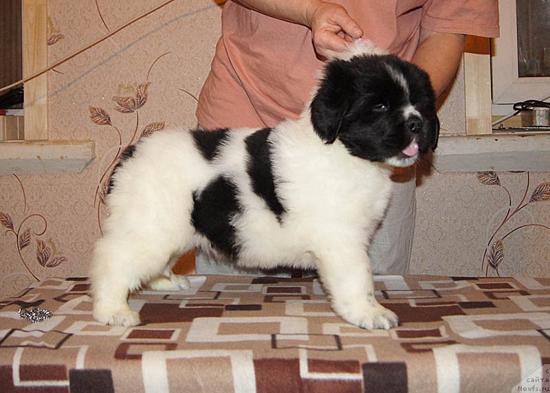 Фото: ньюфаундленд Супер Бизон Малина