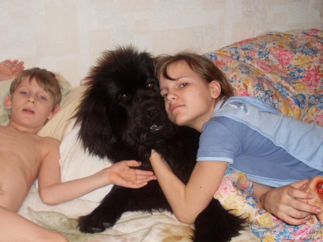 Фото: ньюфаундленд Пенелопа от Сибирского Медведя