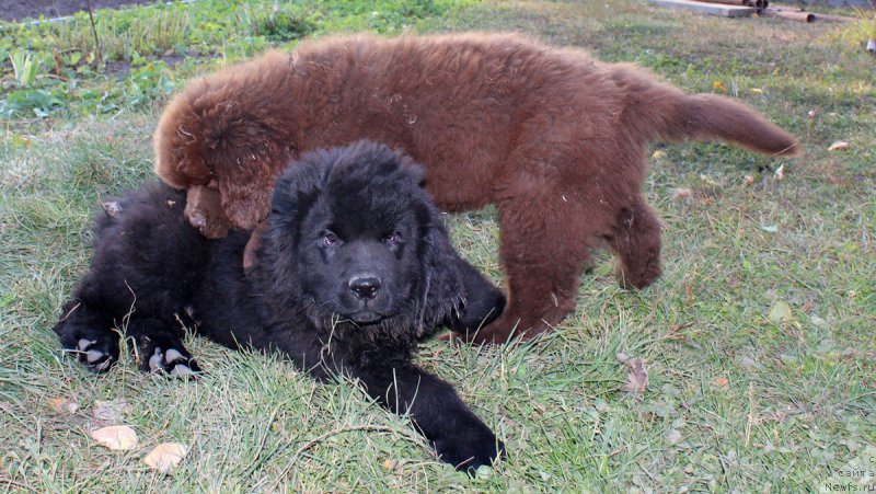 Фотография № 165423