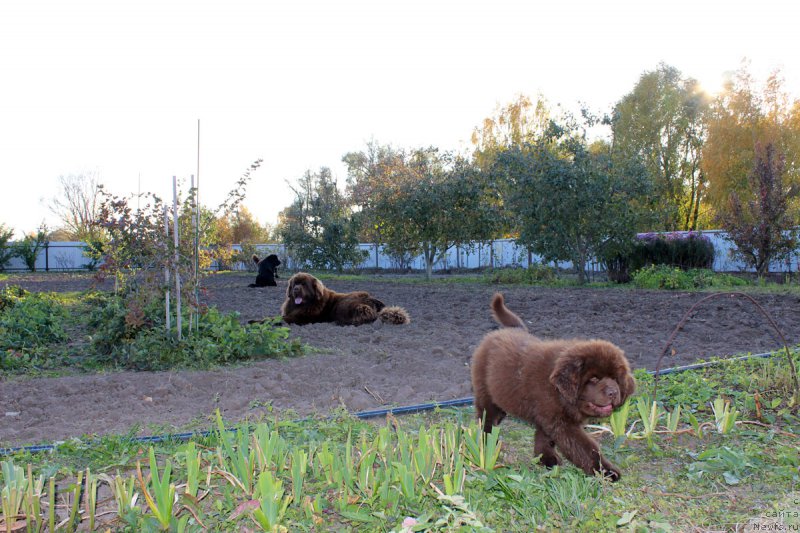 Фото: ньюфаундленд Браунблад МСК Хаиес Хаго (Brownblood MSK Hayes Hago)
