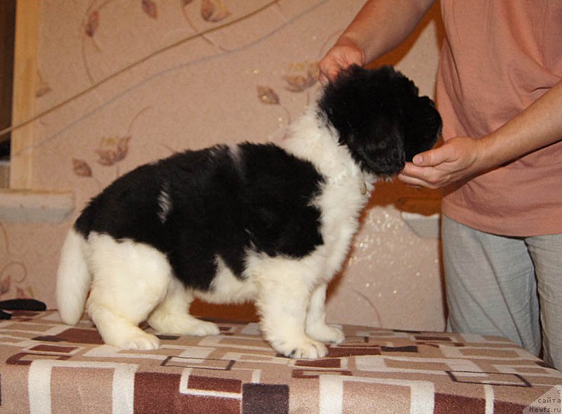 Фото: ньюфаундленд Супер Бизон Матильда