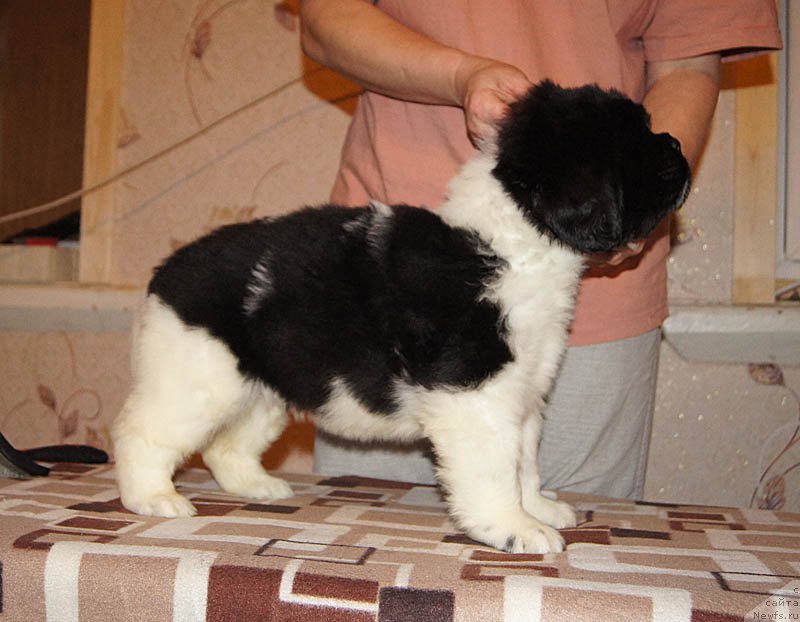 Фото: ньюфаундленд Супер Бизон Матильда