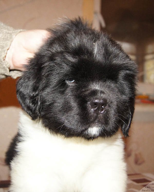 Фото: ньюфаундленд Супер Бизон Матильда