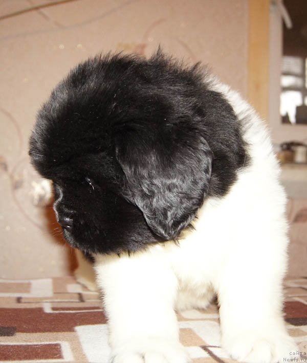 Фото: ньюфаундленд Супер Бизон Матильда