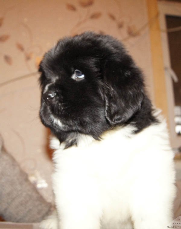 Фото: ньюфаундленд Супер Бизон Матильда