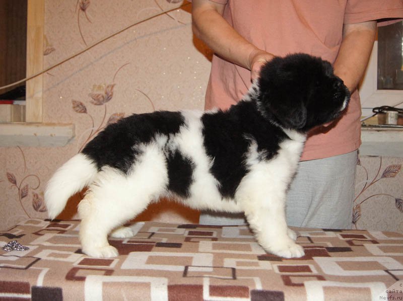 Фото: ньюфаундленд Супер Бизон Мелодия