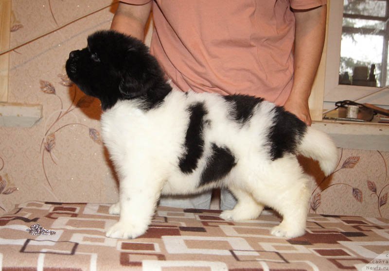 Фото: ньюфаундленд Супер Бизон Мелодия