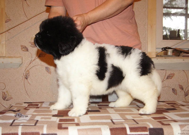 Фото: ньюфаундленд Супер Бизон Мелодия