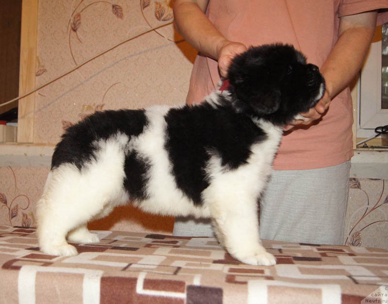 Фото: ньюфаундленд Супер Бизон Мелодия