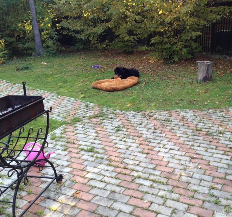 Фото: ньюфаундленд Бонни Флайт