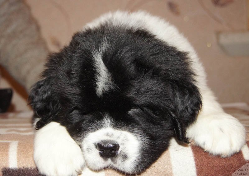 Фото: ньюфаундленд Супер Бизон Мурсиелага