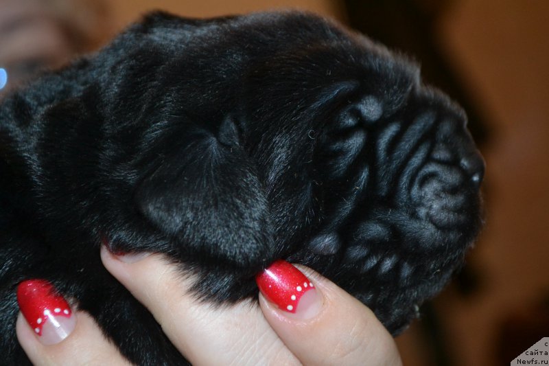 Фото: ньюфаундленд Назар Вятский Медведь (Nazar Vyatskiy Medved)