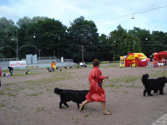 Фото: ньюфаундленд Талула Белл (Talula Bell), Анна Ковалёва