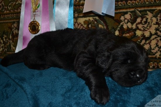 Фото: ньюфаундленд Николь Красавица Вятки