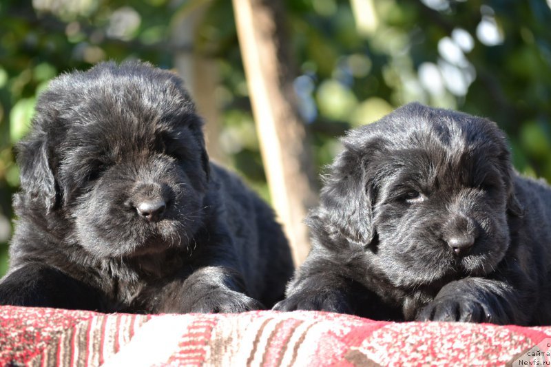 Фото: ньюфаундленд Назар Вятский Медведь (Nazar Vyatskiy Medved), ньюфаундленд Николь Красавица Вятки