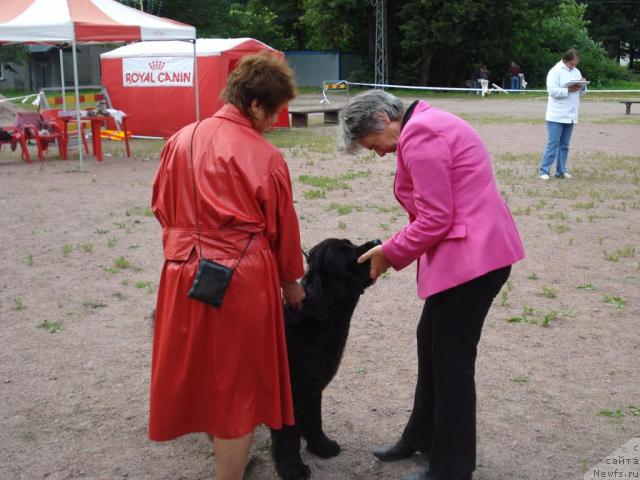 Фото: ньюфаундленд Талула Белл (Talula Bell), Анна Ковалёва