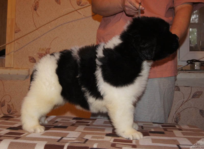 Фото: ньюфаундленд Супер Бизон Маэстро (Super Bizon Maestro)