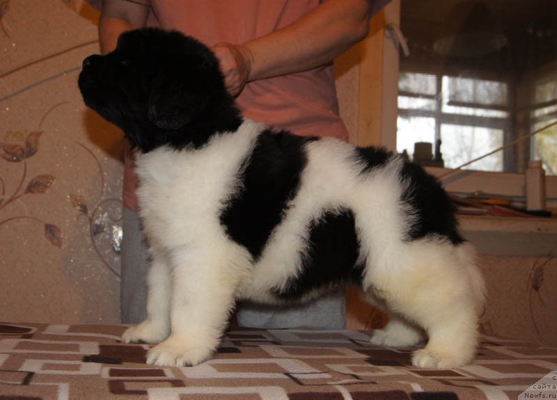 Фото: ньюфаундленд Супер Бизон Маэстро (Super Bizon Maestro)