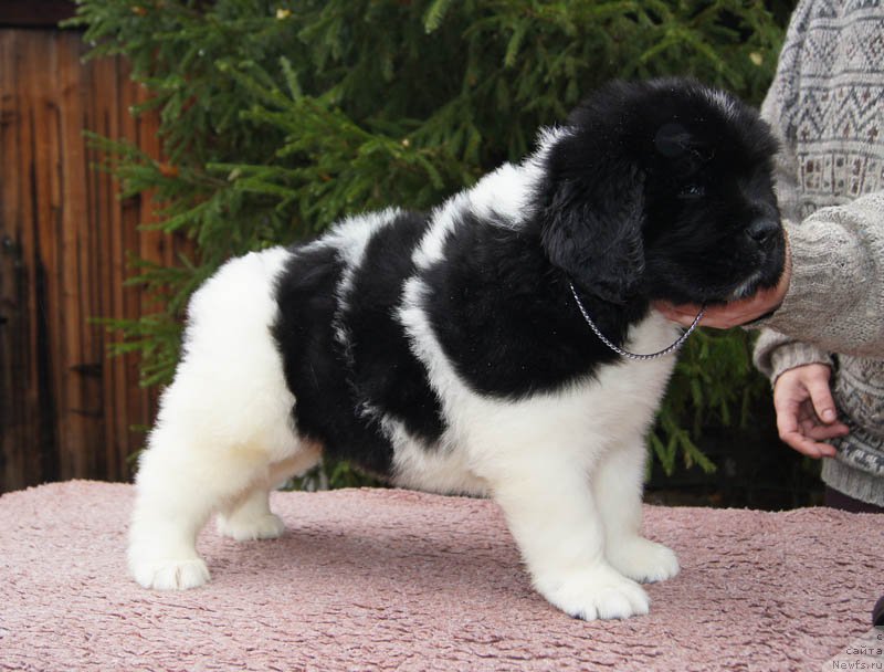 Фото: ньюфаундленд Супер Бизон Маэстро (Super Bizon Maestro)